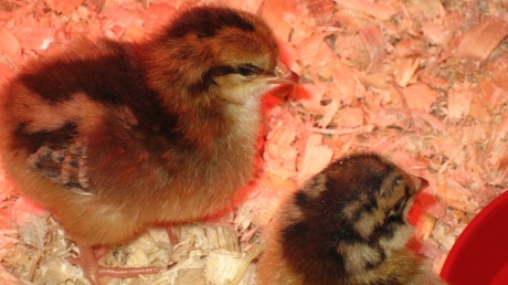 april-2009-chicks-006