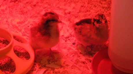 april-2009-chicks-015