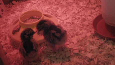 april-2009-chicks-031